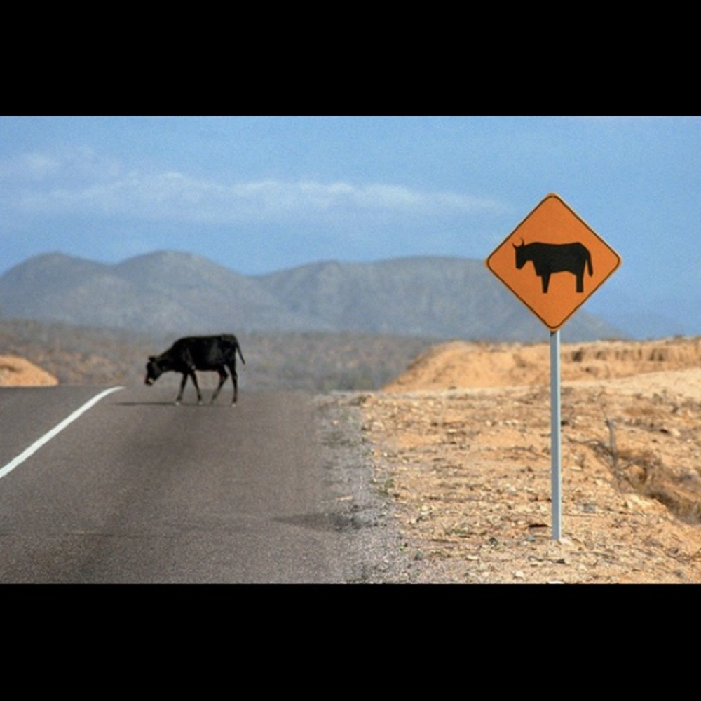 Steer Clear by Tomas Spangler